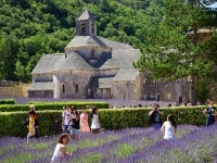 Về Avignon, ngắm oải hương nước Pháp
