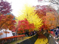 Những lễ hội mùa thu hấp dẫn tại Nhật Bản