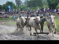 Tưng bừng Lễ hội đua bò Bảy Núi An Giang