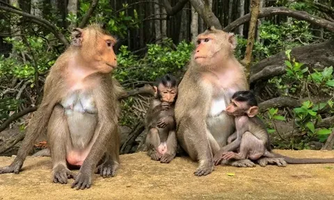 TP.HCM phát triển du lịch nghỉ dưỡng trong rừng