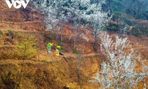 Hà Giang: Khám phá bản tình ca trên đá và sức sống mãnh liệt nơi rẻo cao biên viễn