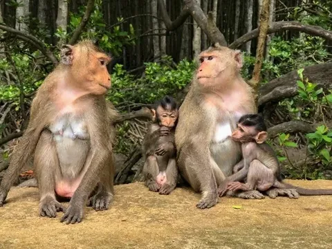 TP.HCM phát triển du lịch nghỉ dưỡng trong rừng