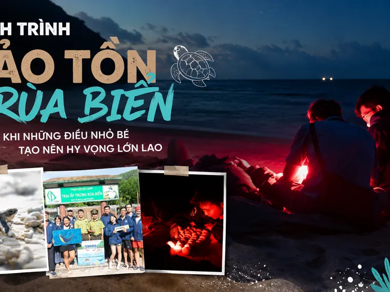 10 đêm thức trắng cùng rùa biển ở Hòn Bảy Cạnh, Côn Đảo